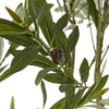 Apulia Olive Tree In White Pot 200Cm