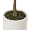 Apulia Olive Tree In White Pot 150Cm